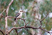 Kookaburra
