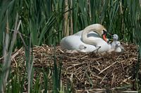 Zwaan op nest met  jongen  