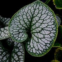 Belle structure de la feuille