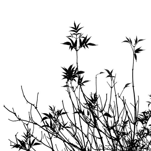 TAKKEN II van Pia Schneider