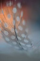 Light as a feather II