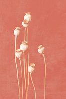 Mohn, botanischer Druck Korallenrosa