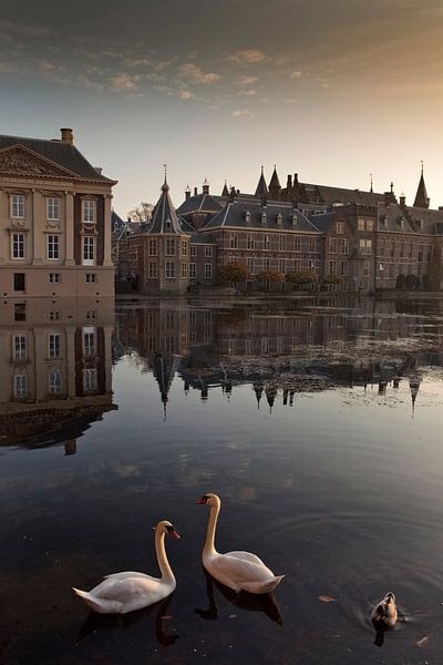 swans in The Hague's Hofvijver by gaps photography