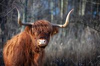 Der stolze Highlander