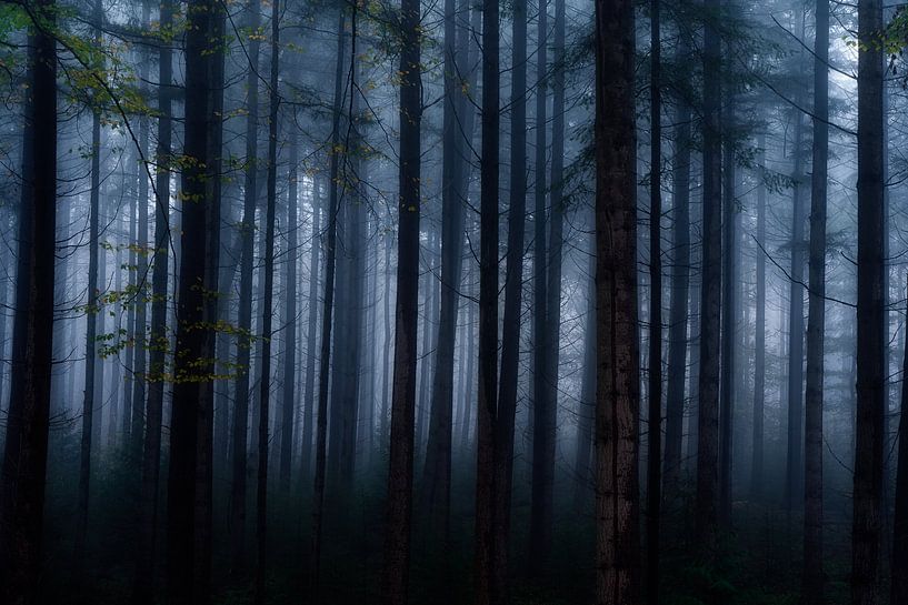 Forest photography &quot;Voggur&quot; by Björn van den Berg