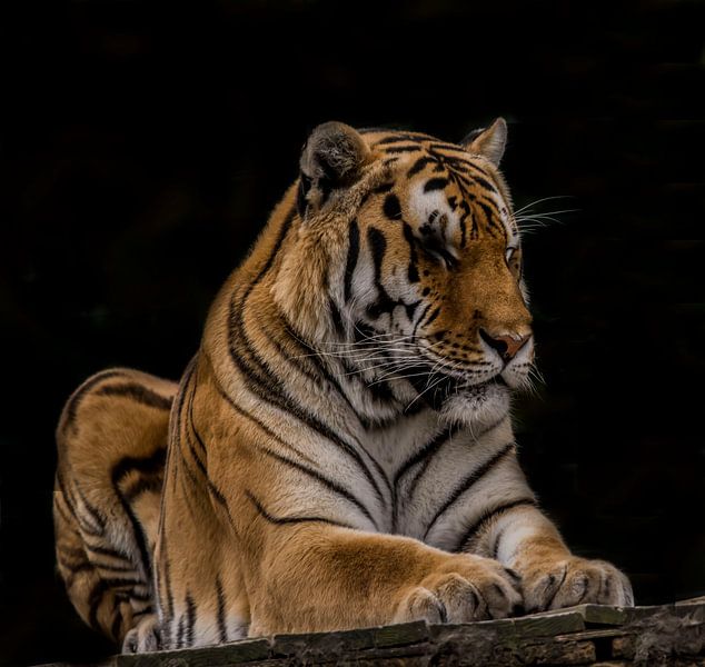 Tiger sleeping by Stephan Scheffer