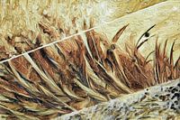 Feather texture aesthetics