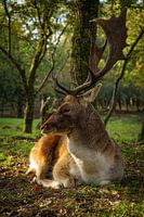 Licht findet immer seinen Weg durch