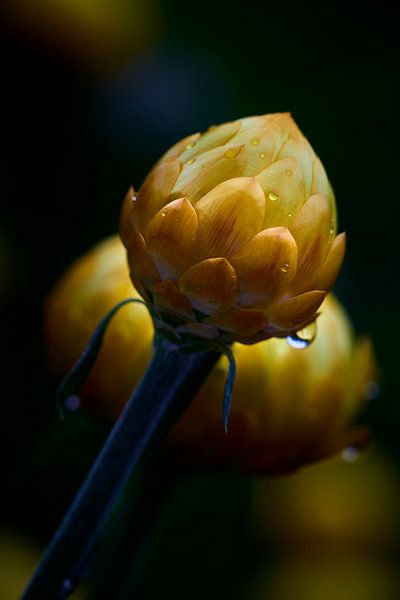 Strohblume in der Knospe von Jenco van Zalk