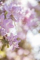 Weißer Rhododendron Mönchengladbach