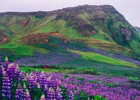 Iceland Lupin fields