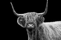 Highlander écossais