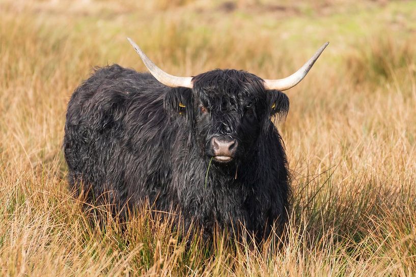 Les Highlanders écossais par Merijn Loch