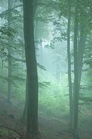 Sauerlandse ochtend mist