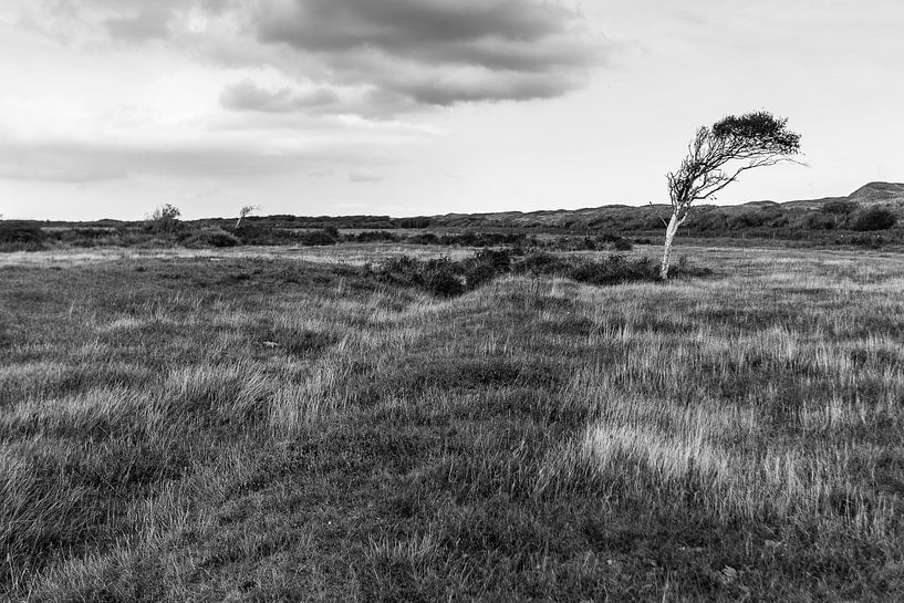 NP Duinen van Texel by Henri Kok