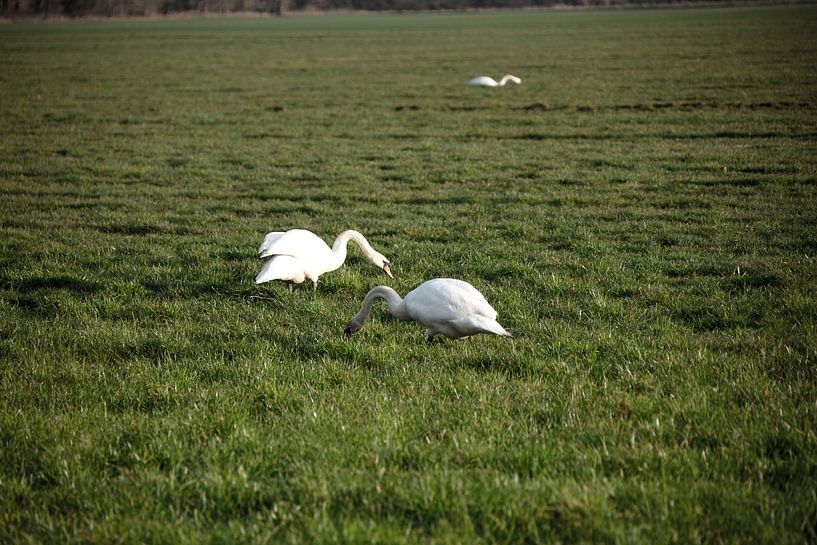 Two swans on a meadow in Emsland by Bianca Meyering Fotos - BMF