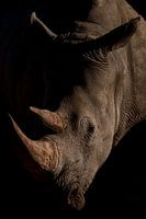 Rhinocéros en gros plan, Namibie