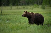 Brown Bear on open plain in Finland