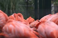 Flamingo's