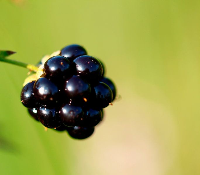 braam by Bernadette Struijk