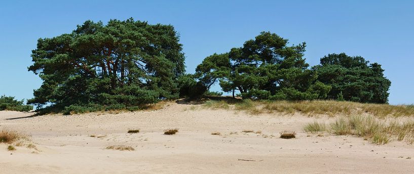 Scots pines on a sand dune. by Wim vd Neut