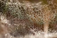 Spinnennetz mit Morgentau