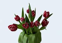 Tulpen rot und grün