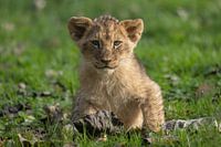 Niedlicher junger Löwe