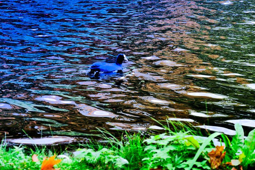 Utrecht - Wasservogel im Wilhelminapark von Wout van den Berg