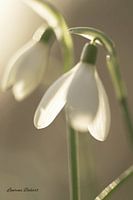 Schneeglöckchen