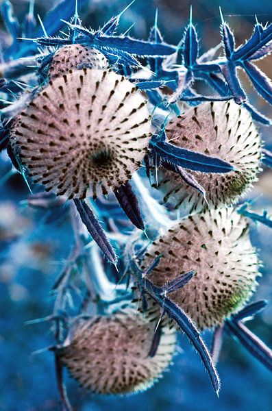 Wild, blue thistles in the Berlin Botanical Garden by Silva Wischeropp