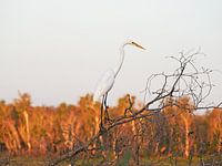 Aigrette, zones humides, nord de l'Australie