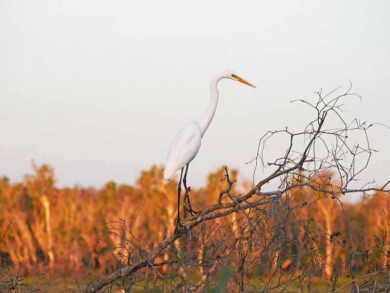 Reiher, Feuchtgebiete, nördlich von Australien von Liefde voor Reizen