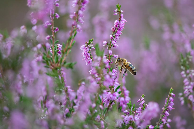 heather with a bee by rik janse