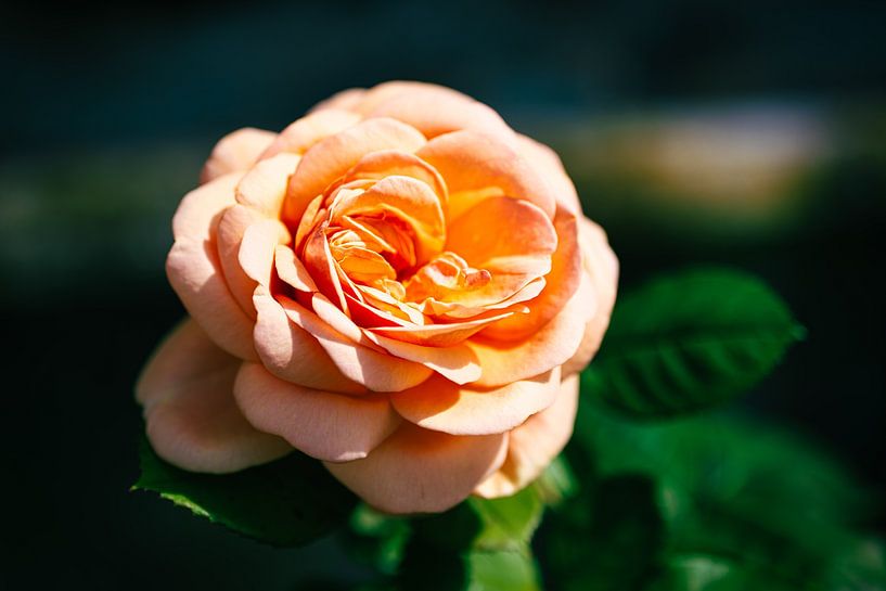 A macro of a rose by Andreas Völkel