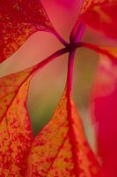 Red leaf