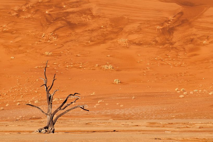 Dead tree in the Deadvlei van Damien Franscoise