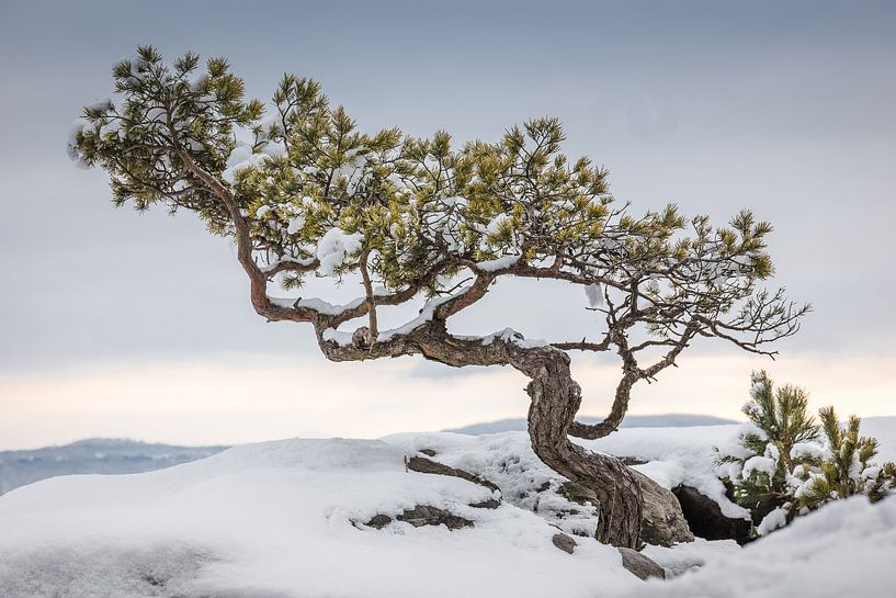 Weathered pine on the Lilienstein by Jürgen Schmittdiel Photography