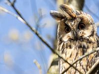 Schöne Waldohreule auf dem Baum.