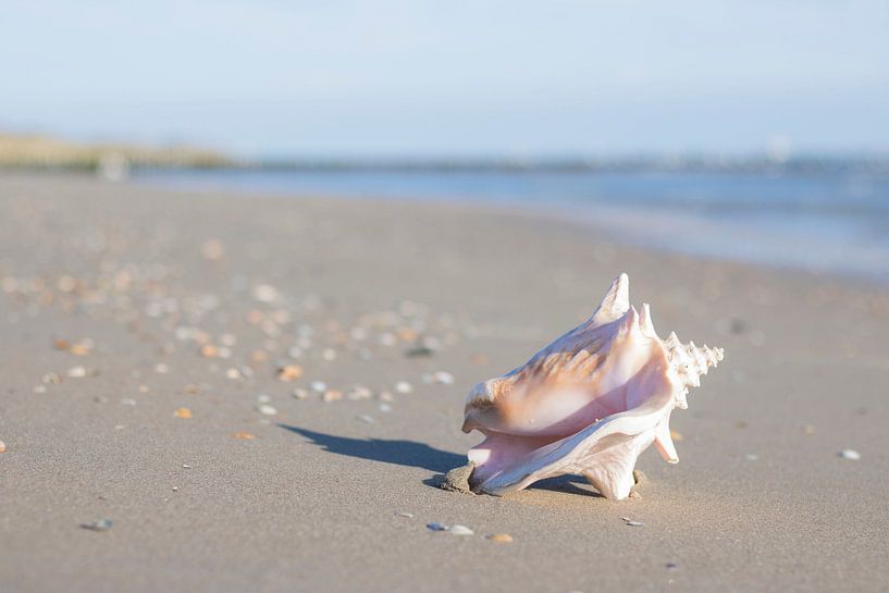 Große Muschel von Clazien Boot