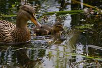 eend met kuiken in vijver
