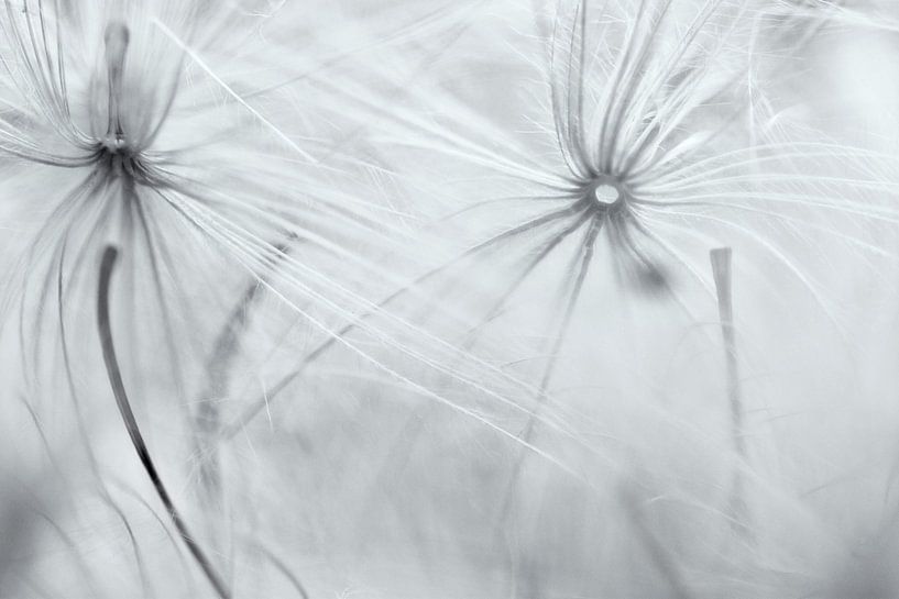 Thistle I by Klaartje Huijben