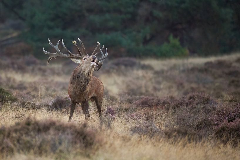 Cerf élaphe en feu par Ina Hendriks-Schaafsma