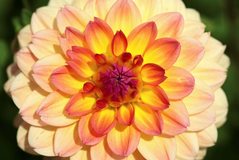 Dahlia by Thomas Jäger