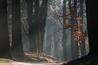Winter. Kalt und kühl. Die Natur ruht