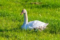 Une famille de cygnes se repose dans un champ fauché, les deux parents s'occupant de leurs petits, q