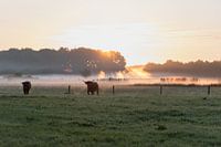 morning rest with Scottish highlanders