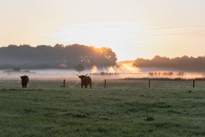 morning rest with Scottish highlanders by Ria van den Broeke