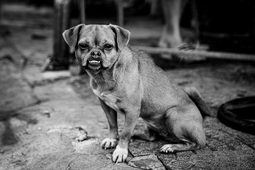 Porträt eines Hundes von Ellis Peeters