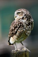 Burrowing owl on guard